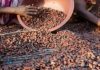 OIA Dément Crise Dans Filière Café-Cacao OIA Dément Crise Dans Filière Café-Cacao