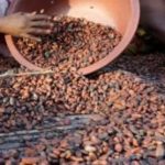 OIA Dément Crise Dans Filière Café-Cacao OIA Dément Crise Dans Filière Café-Cacao