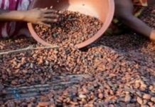 OIA Dément Crise Dans Filière Café-Cacao OIA Dément Crise Dans Filière Café-Cacao