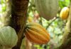 La Côte D’Ivoire Apaise les Protestations des Cacaoiculteurs La Côte D’Ivoire Apaise les Protestations des Cacaoiculteurs