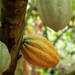 La Côte D’Ivoire Apaise les Protestations des Cacaoiculteurs La Côte D’Ivoire Apaise les Protestations des Cacaoiculteurs
