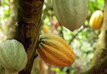 La Côte D’Ivoire Apaise les Protestations des Cacaoiculteurs La Côte D’Ivoire Apaise les Protestations des Cacaoiculteurs