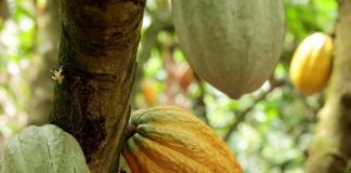 La Côte D’Ivoire Apaise les Protestations des Cacaoiculteurs La Côte D’Ivoire Apaise les Protestations des Cacaoiculteurs
