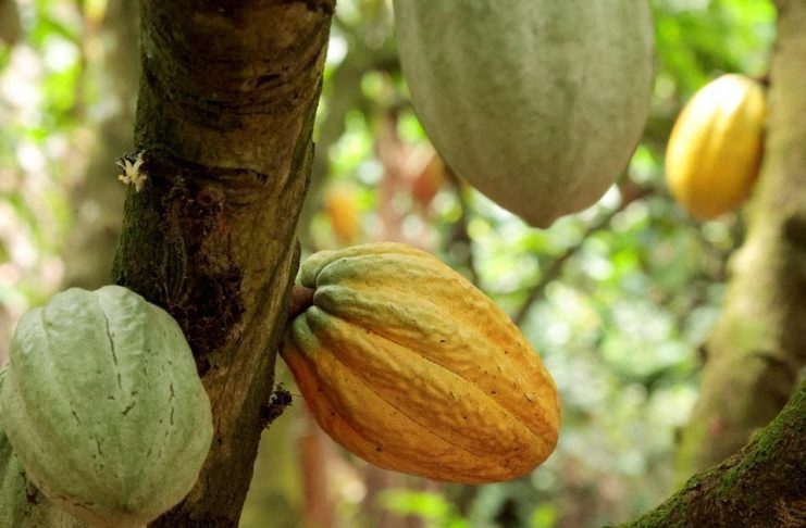 La Côte D’Ivoire Apaise les Protestations des Cacaoiculteurs La Côte D’Ivoire Apaise les Protestations des Cacaoiculteurs