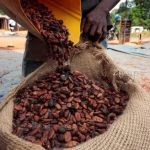 La Côte D’Ivoire Prévoit Plus de Cacao La Côte D’Ivoire Prévoit Plus de Cacao