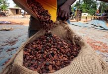 La Côte D’Ivoire Prévoit Plus de Cacao La Côte D’Ivoire Prévoit Plus de Cacao