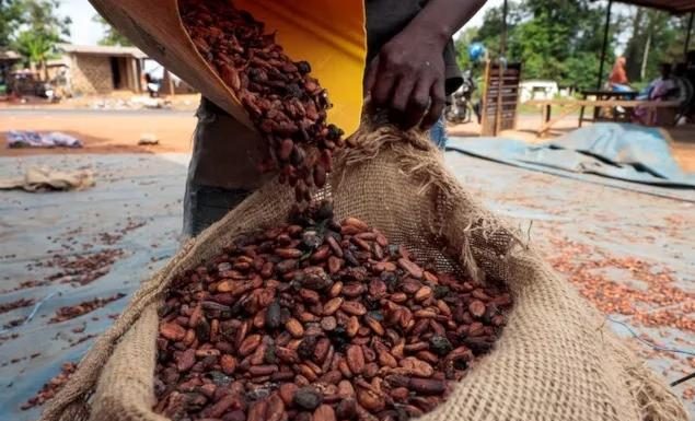La Côte D’Ivoire Prévoit Plus de Cacao La Côte D’Ivoire Prévoit Plus de Cacao