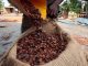 La Côte D’Ivoire Prévoit Plus de Cacao La Côte D’Ivoire Prévoit Plus de Cacao