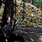 La Côte D’Ivoire Ralentit Ses Ventes de Cacao La Côte D’Ivoire Ralentit Ses Ventes de Cacao