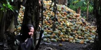 La Côte D’Ivoire Ralentit Ses Ventes de Cacao La Côte D’Ivoire Ralentit Ses Ventes de Cacao