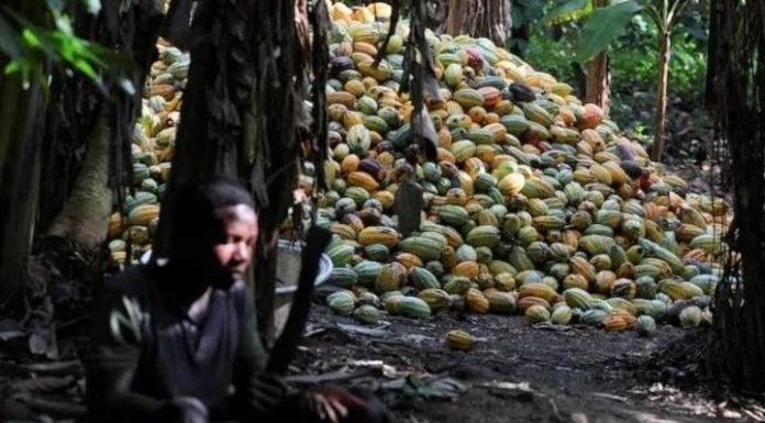 La Côte D’Ivoire Ralentit Ses Ventes de Cacao La Côte D’Ivoire Ralentit Ses Ventes de Cacao