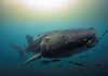 Indonésie Sanctuaire Des Requins-Baleines Selon Étude Indonésie Sanctuaire Des Requins-Baleines Selon Étude