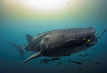 Indonésie Sanctuaire Des Requins-Baleines Selon Étude Indonésie Sanctuaire Des Requins-Baleines Selon Étude