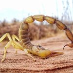Scorpion: Armes avec Structure Métallique Renforcée Scorpion: Armes avec Structure Métallique Renforcée