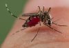 03 techniques naturelles pour soulager les démangeaisons après une piqûre de moustique 03 techniques naturelles pour soulager les démangeaisons après une piqûre de moustique