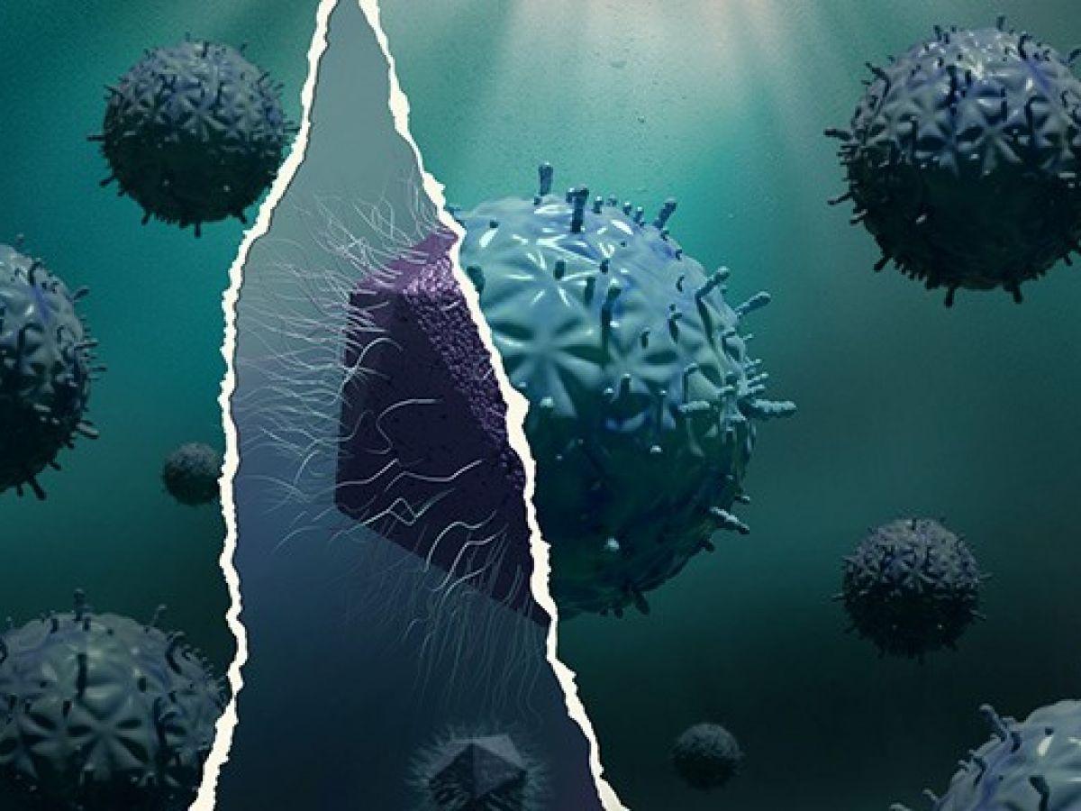 Les mirusvirus, ces surprenants cousins des herpès virus qui vivent dans nos océans