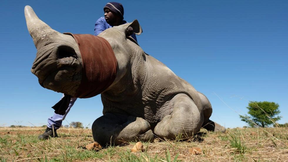Afrique du Sud: une ferme de 2000 rhinocéros blancs vendue aux enchères
