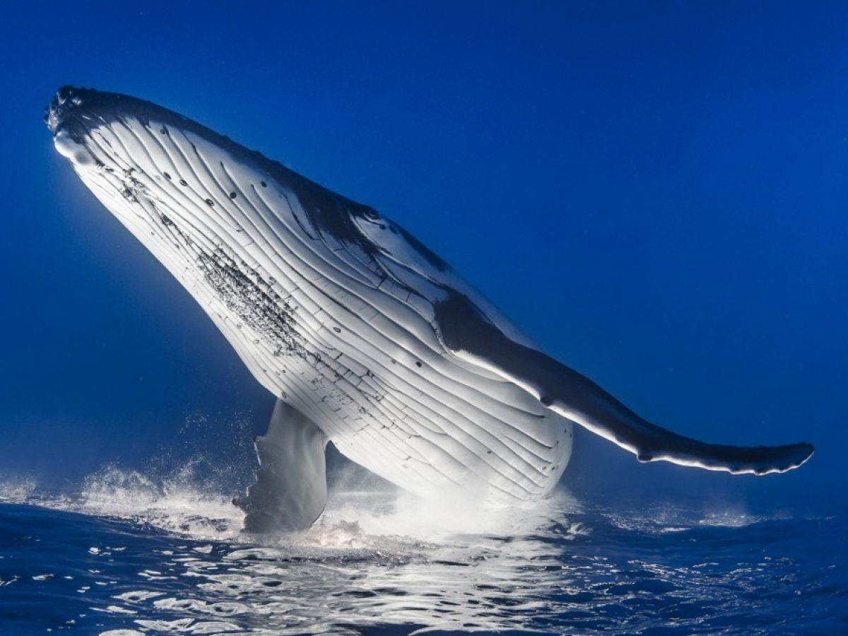 Le bruit des navires laisse les baleines à bosse étrangement impassibles