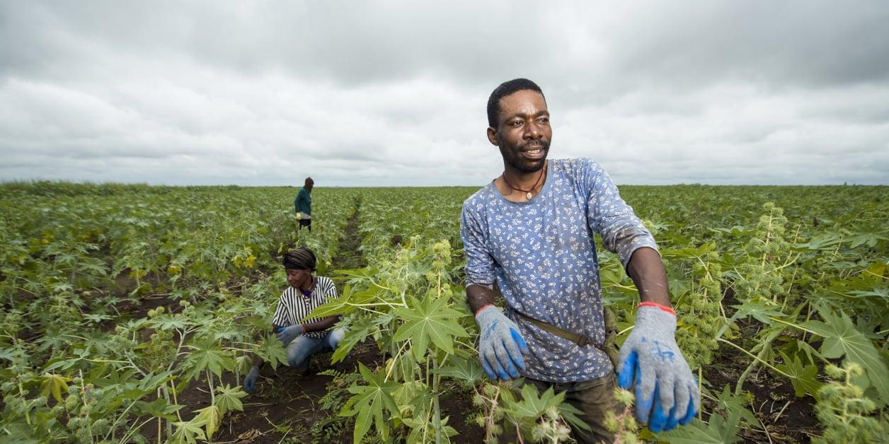 L’impossible transition verte des pétroliers en Afrique L’impossible transition verte des pétroliers en Afrique
