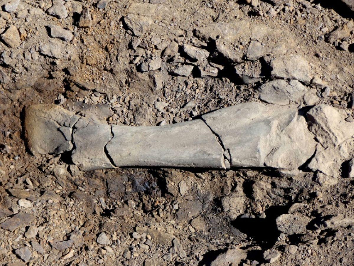 Des restes d'un dinosaure jamais répertorié en Amérique du sud découverts en Patagonie chilienne Des restes d'un dinosaure jamais répertorié en Amérique du sud découverts en Patagonie chilienne