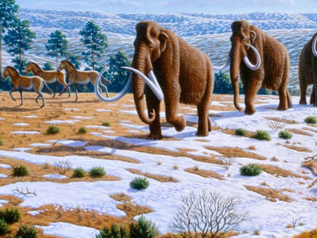 Les anciens peuples de l’est de l’Amérique du Nord chassaient les mammouths, les chevaux et les bisons il y a 13.000 ans Les anciens peuples de l’est de l’Amérique du Nord chassaient les mammouths, les chevaux et les bisons il y a 13.000 ans