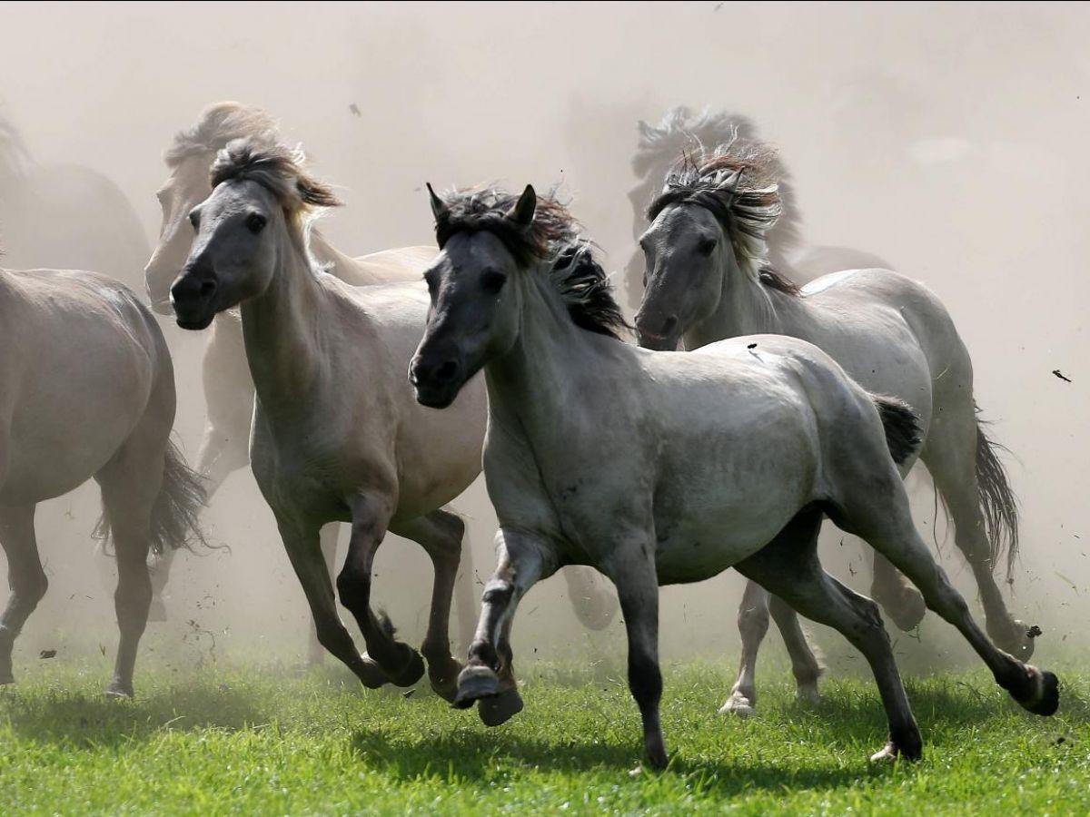 Comment les chevaux ont-ils perdu leurs orteils ? Comment les chevaux ont-ils perdu leurs orteils ?