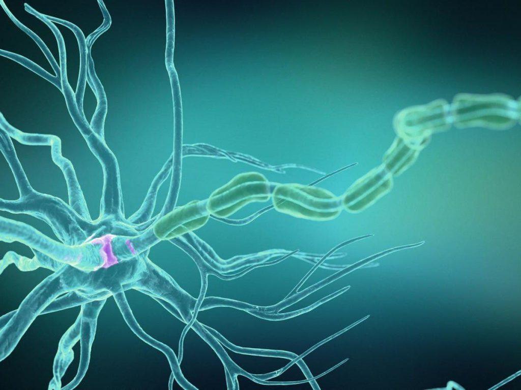 Un modèle 3D hyper détaillé de la synapse pour mieux appréhender les maladies neurodégénératives Un modèle 3D hyper détaillé de la synapse pour mieux appréhender les maladies neurodégénératives