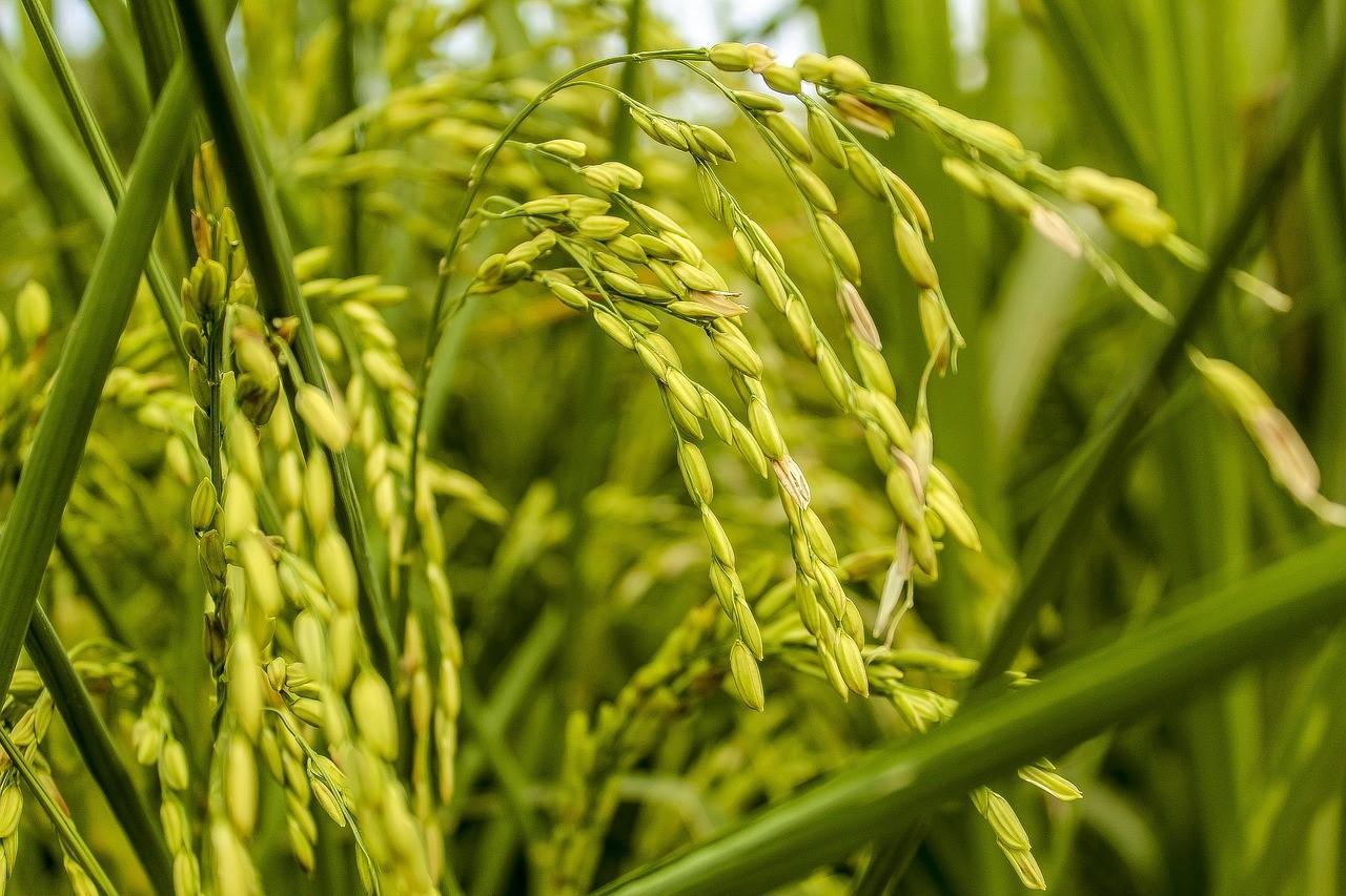 Sécurité alimentaire en Afrique : l'USAID s'inquiète des conséquences de l'effondrement de l'Initiative céréalière Sécurité alimentaire en Afrique : l'USAID s'inquiète des conséquences de l'effondrement de l'Initiative céréalière