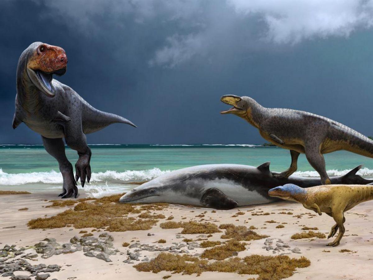 Des cousins du T. rex découverts au Maroc Des cousins du T. rex découverts au Maroc