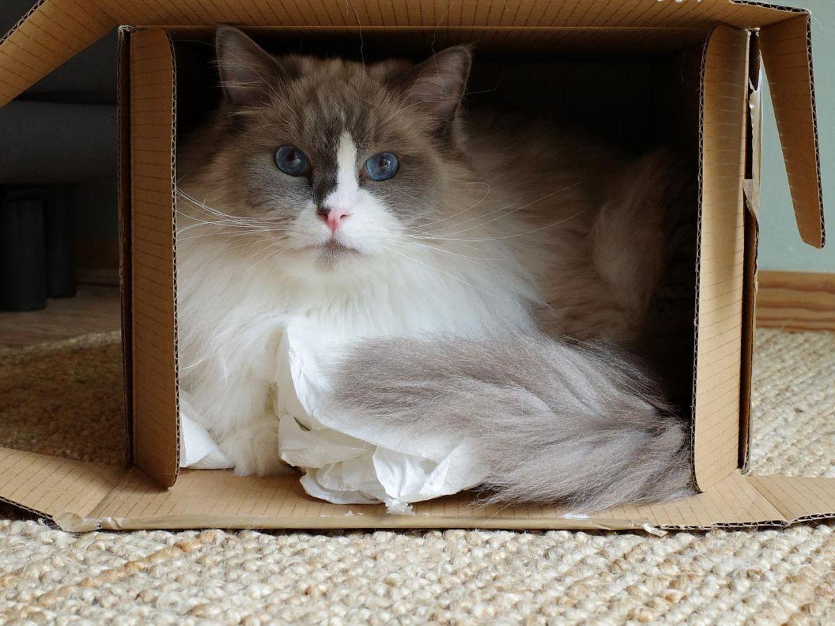 Pourquoi les chats aiment-ils les boîtes en carton ? Pourquoi les chats aiment-ils les boîtes en carton ?
