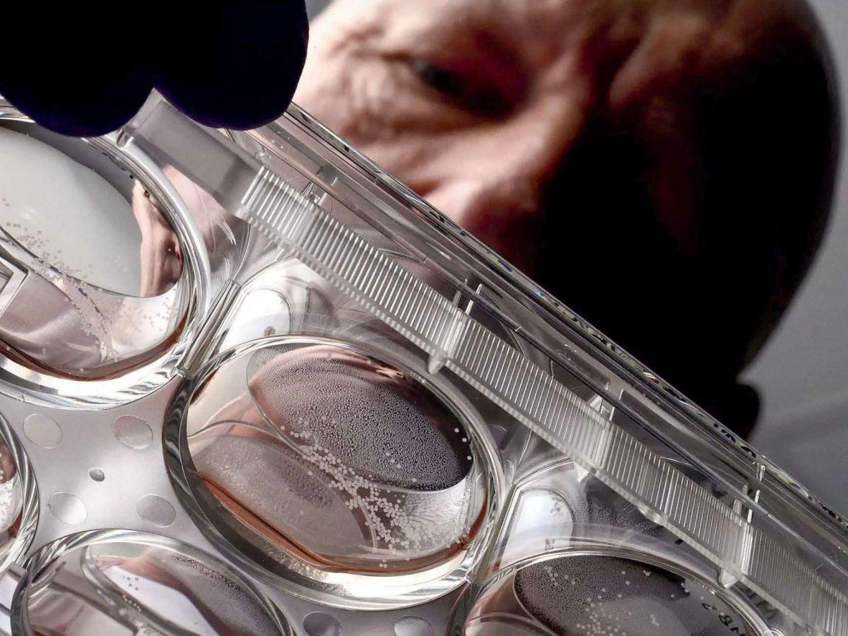 Des neurones dans votre ordinateur ? Des neurones dans votre ordinateur ?