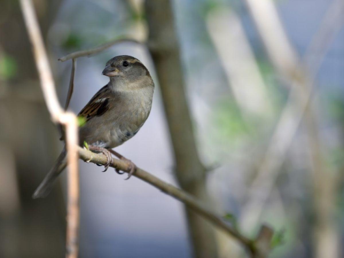 Pourquoi les oiseaux arrivent à dormir debout Pourquoi les oiseaux arrivent à dormir debout