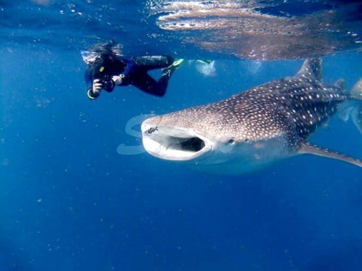 CONSEIL DES MINISTRES : Le gouvernement opte pour la protection et l’attraction touristique des Requins-Baleines à Djibouti CONSEIL DES MINISTRES : Le gouvernement opte pour la protection et l’attraction touristique des Requins-Baleines à Djibouti