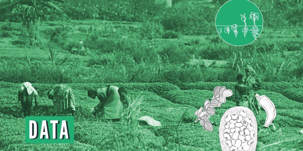 COP28 : l’agroécologie, arme de souveraineté alimentaire massive ? COP28 : l’agroécologie, arme de souveraineté alimentaire massive ?