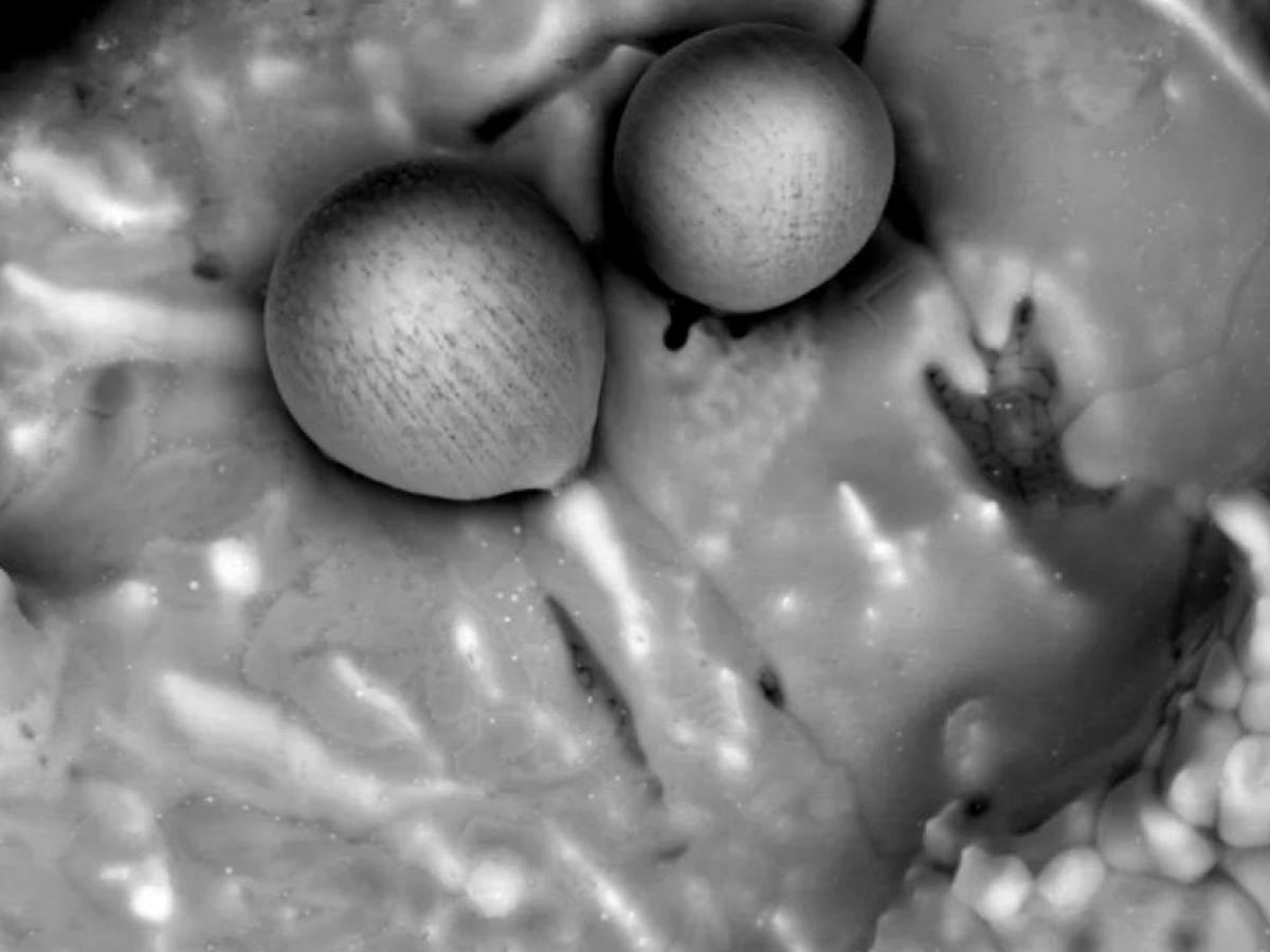 Avi Loeb pensait avoir trouvé dans les abysses les traces d'une civilisation extraterrestre, mais la réalité paraît bien différente Avi Loeb pensait avoir trouvé dans les abysses les traces d'une civilisation extraterrestre, mais la réalité paraît bien différente