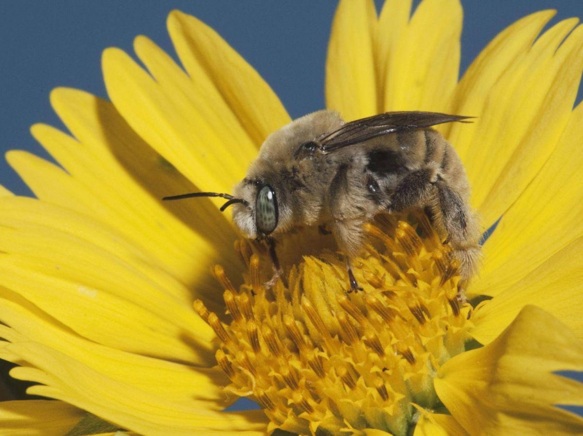 Des chercheurs créent une boussole céleste inspirée du comportement des abeilles Des chercheurs créent une boussole céleste inspirée du comportement des abeilles