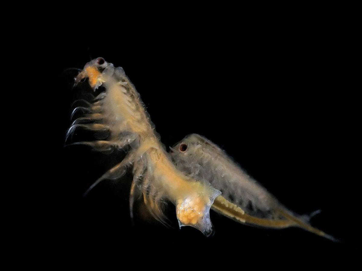 Artemia salina, le petit crustacé qui a révolutionné l'aquaculture Artemia salina, le petit crustacé qui a révolutionné l'aquaculture