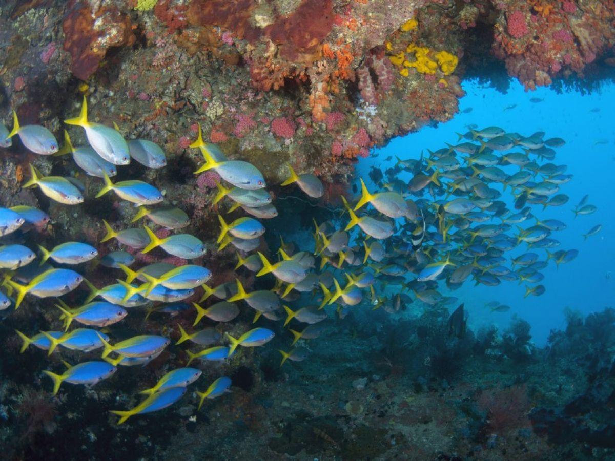Un jumeau numérique des océans pour prédire leur évolution climatique et biologique Un jumeau numérique des océans pour prédire leur évolution climatique et biologique