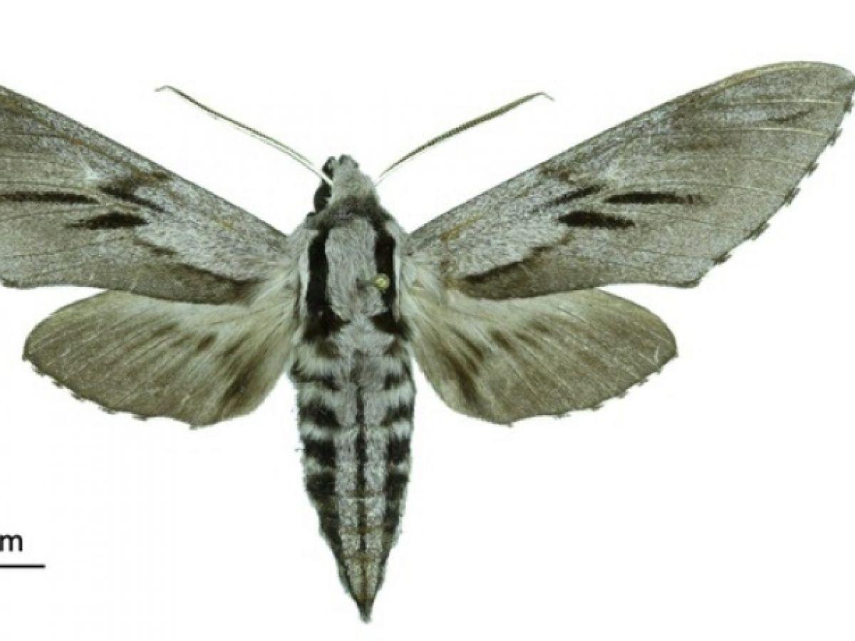 De nouvelles espèces d'insectes découvertes en Corse De nouvelles espèces d'insectes découvertes en Corse