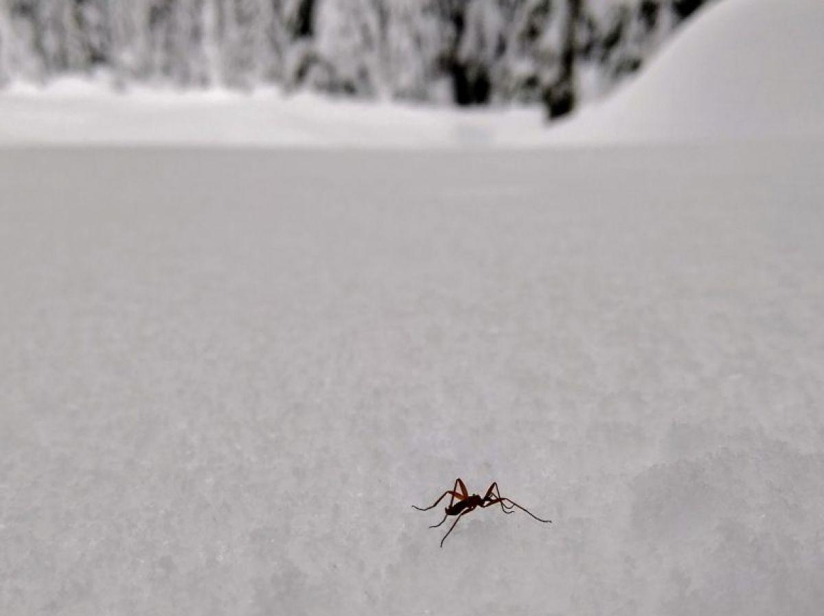 La mouche des neiges s'auto-ampute quand il fait trop froid La mouche des neiges s'auto-ampute quand il fait trop froid