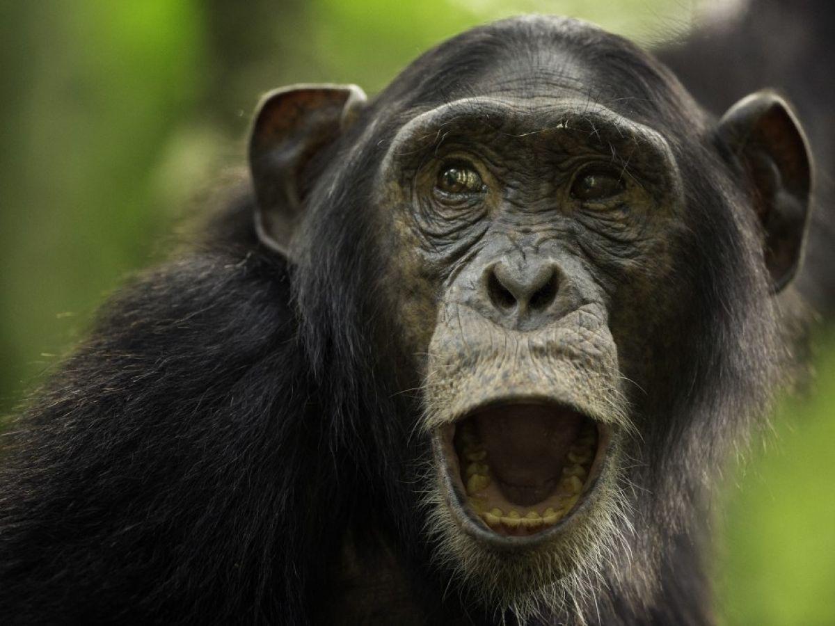 L'humain est capable, jusqu'à un certain point, de différencier les vocalisations d'autres primates L'humain est capable, jusqu'à un certain point, de différencier les vocalisations d'autres primates