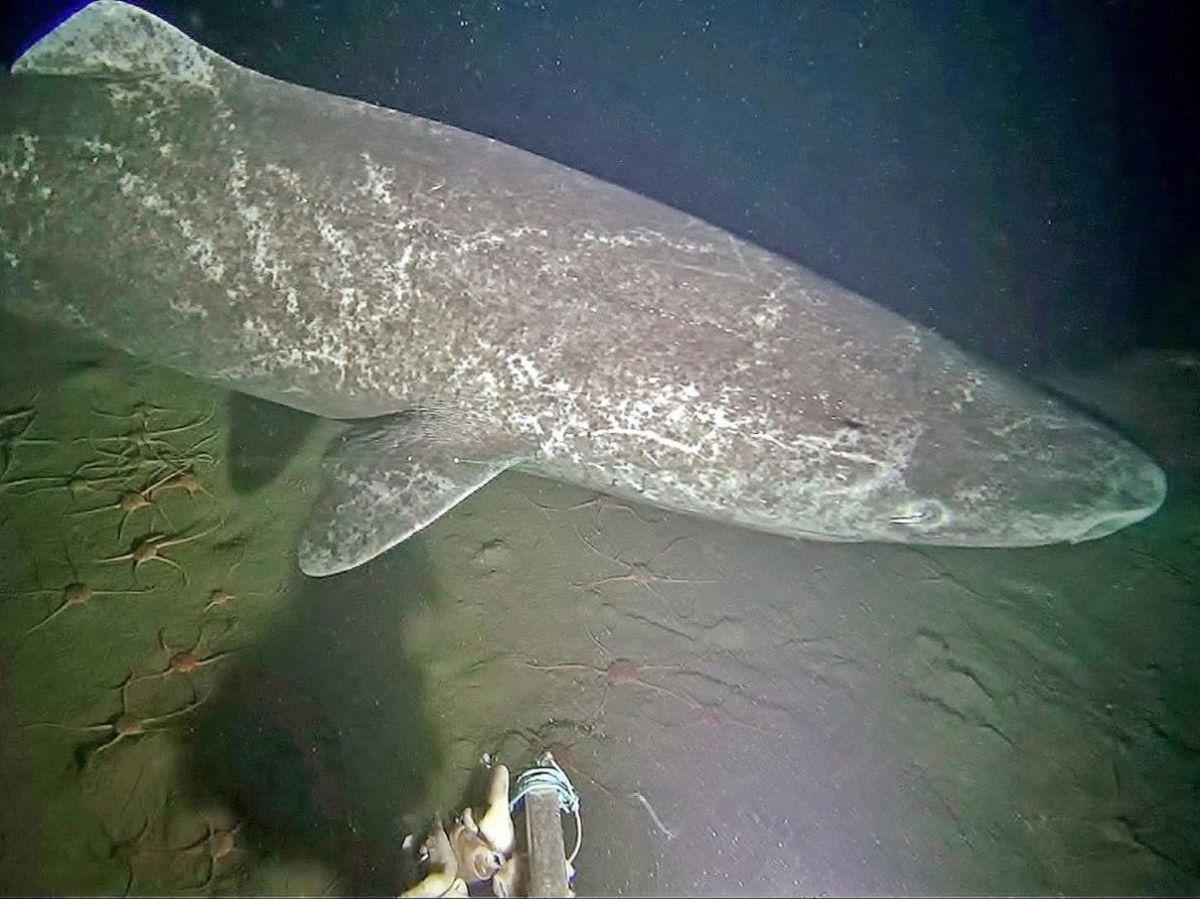 Ce requin pourrait vivre 500 ans : des chercheurs traquent ses secrets de longue vie Ce requin pourrait vivre 500 ans : des chercheurs traquent ses secrets de longue vie