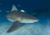 Naissance vierge : chaque année, ces femelles requins font des bébés seules Naissance vierge : chaque année, ces femelles requins font des bébés seules