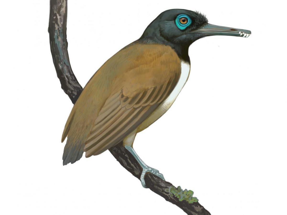 Du temps des dinosaures, cet oiseau au bec étrange et muni de dents avait un régime alimentaire inattendu Du temps des dinosaures, cet oiseau au bec étrange et muni de dents avait un régime alimentaire inattendu