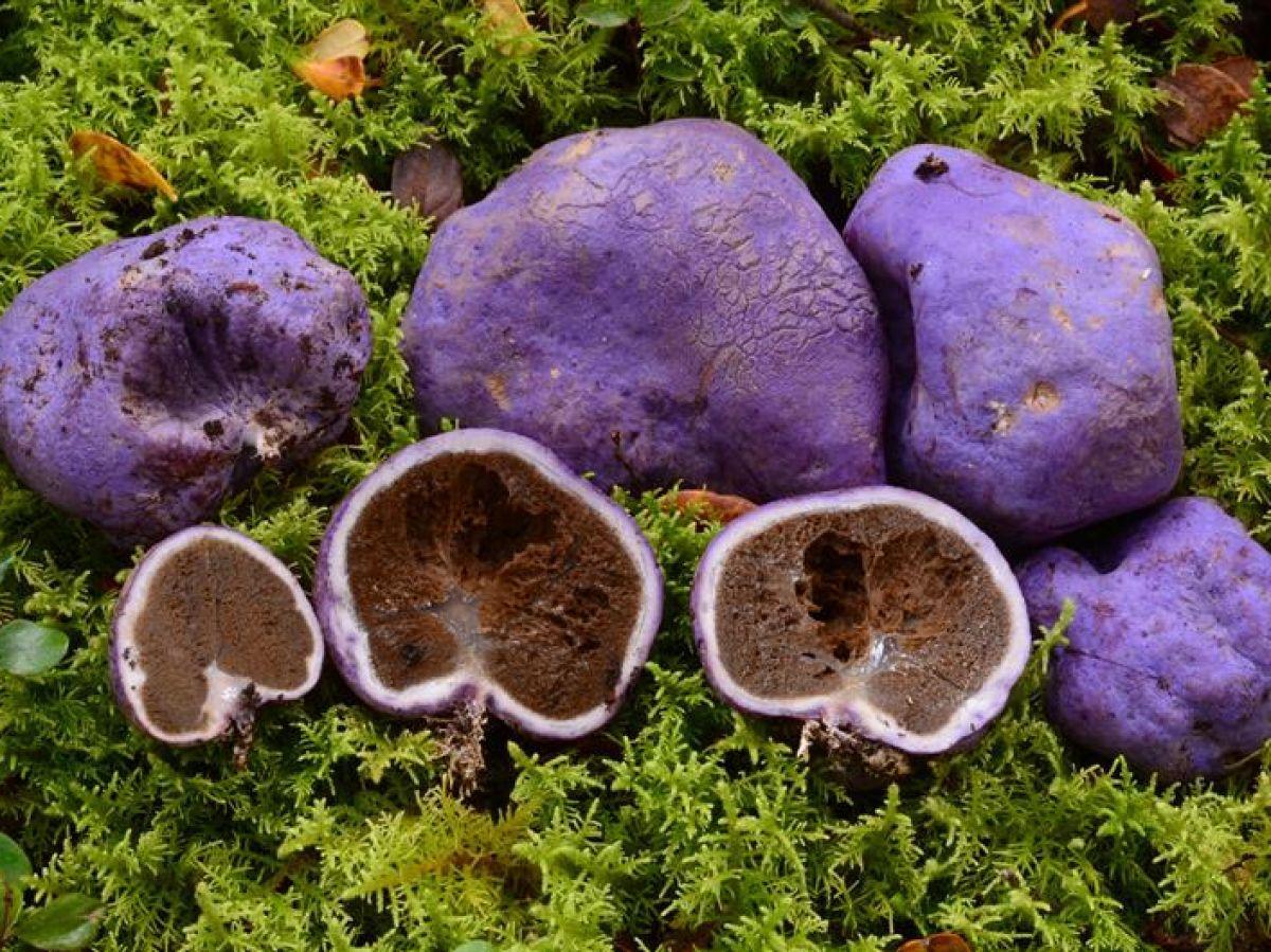 L'extinction des moas, oiseaux emblématiques de Nouvelle-Zélande, a causé un effet inattendu sur ces truffes violettes L'extinction des moas, oiseaux emblématiques de Nouvelle-Zélande, a causé un effet inattendu sur ces truffes violettes
