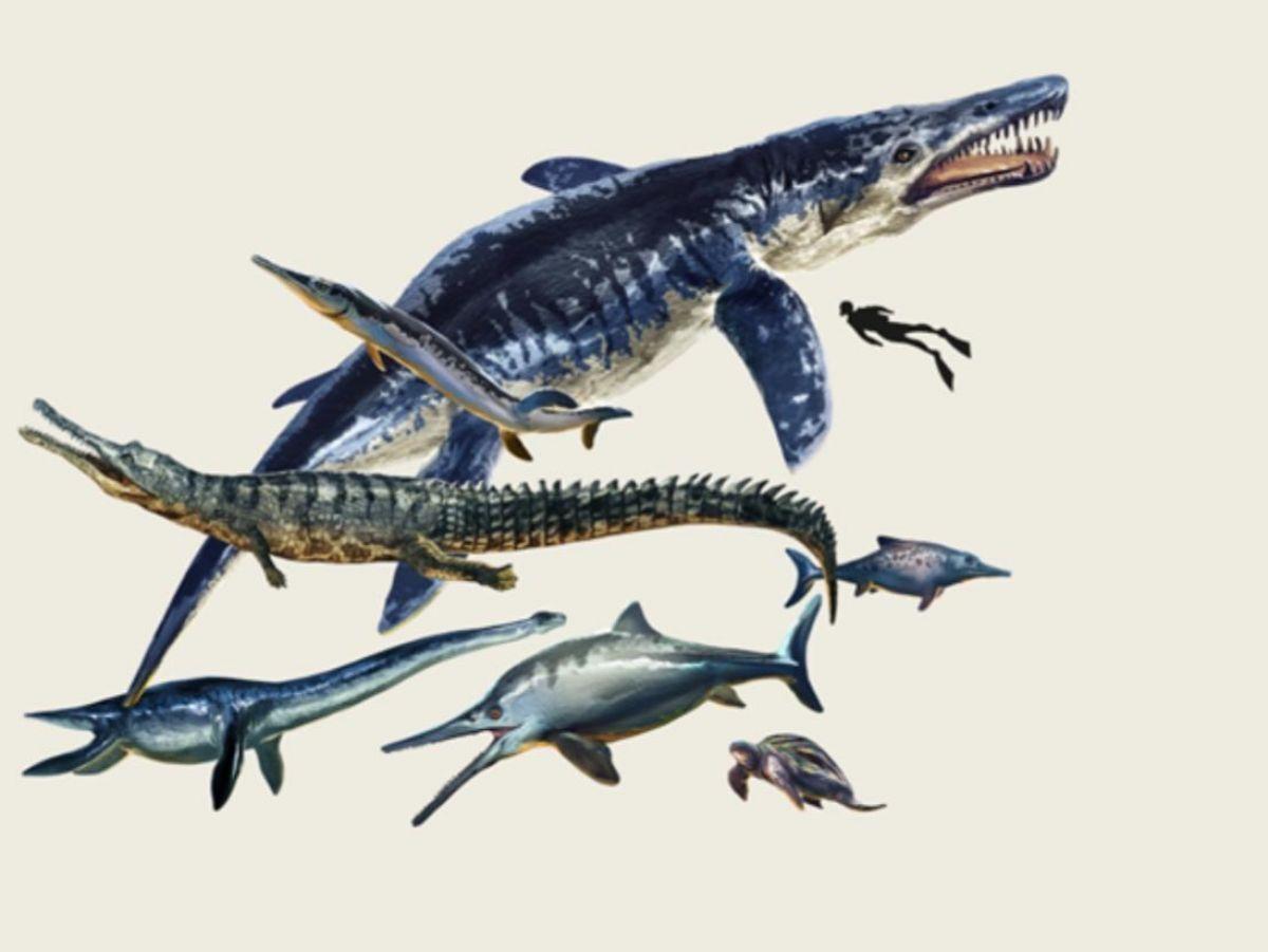 Découverte en Colombie d'un ancien écosystème marin dominé par des  superprédateurs - Djibouti, image size:1200x901