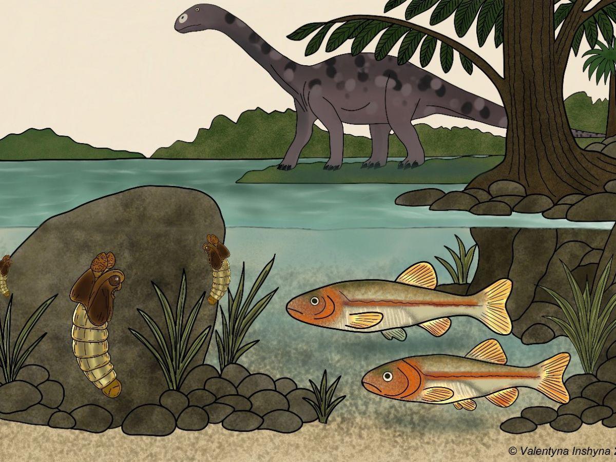 Fossile Relance Débat Sur Origine Insectes Eau Douce Fossile Relance Débat Sur Origine Insectes Eau Douce