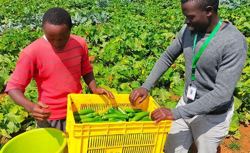 BAD Alloue 14 Millions $ Pour Sécurité Alimentaire Afrique BAD Alloue 14 Millions $ Pour Sécurité Alimentaire Afrique