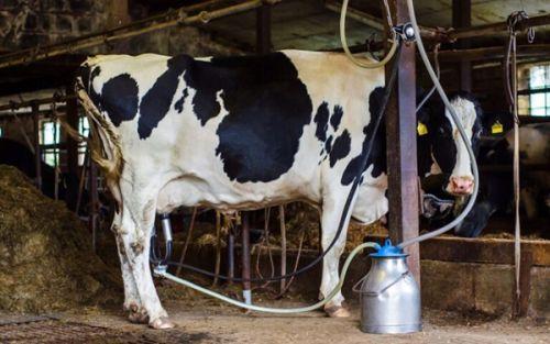 Africa's Dairy Equation: Increased Milk and Imports Africa's Dairy Equation: Increased Milk and Imports