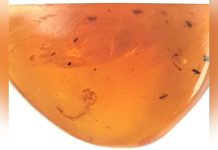 Moustiques de 99 millions d’années similaires aux actuels Moustiques de 99 millions d'années similaires aux actuels